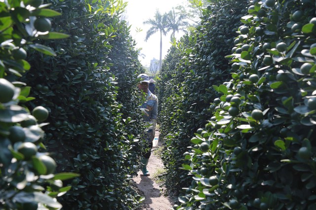 Nhiều người trồng quất cảnh tại phường Vị Khê cho biết, năm nay vùng trồng không bị thiệt hại bởi bão lũ nên cây sinh trưởng đều, tỷ lệ đậu quả cao. Từ cuối tháng 8 âm lịch, các chủ vườn đã huy động nhân lực để khoanh gốc, buộc cành cho kịp bán.