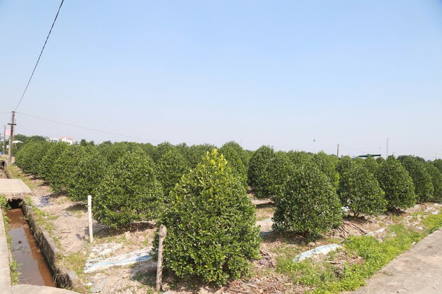 Sáng ngày 29/11, ghi nhận của PV Gia đình và Xã hội, tại những vườn quất Nam Phong rực rỡ sắc vàng – xanh khi Tết cận kề. Không khí hối hả lan khắp xóm.