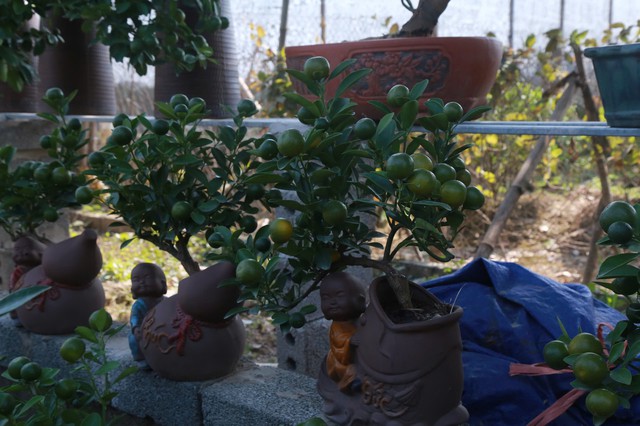 Theo ghi nhận của PV, tại vườn nhà ông Đông những cây quất đẹp được chuyển lên chậu sứ, chậu đất để tạo dáng cuối cùng, chuẩn bị sẵn cho khách lựa chọn.