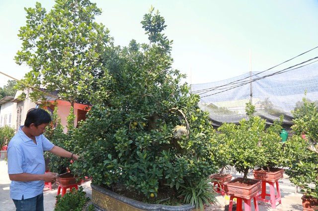 Ông Đông cho biết thêm: Ngoài trồng quất bán ra thị trường dạng truyền thống, gia đình ông còn trồng quất trong chậu. Đây cũng là cách trồng mới, ít người ở Nam Phong làm vì thời gian chăm sóc lâu. Quất trồng chậu giá cả tùy thuộc từng cây, có cây lớn nhưng chỉ vài triệu đồng hoặc vài trăm nghìn. Tuy nhiên, có cây bé tý nhưng thế đẹp giá vài chục triệu là chuyện bình thường.