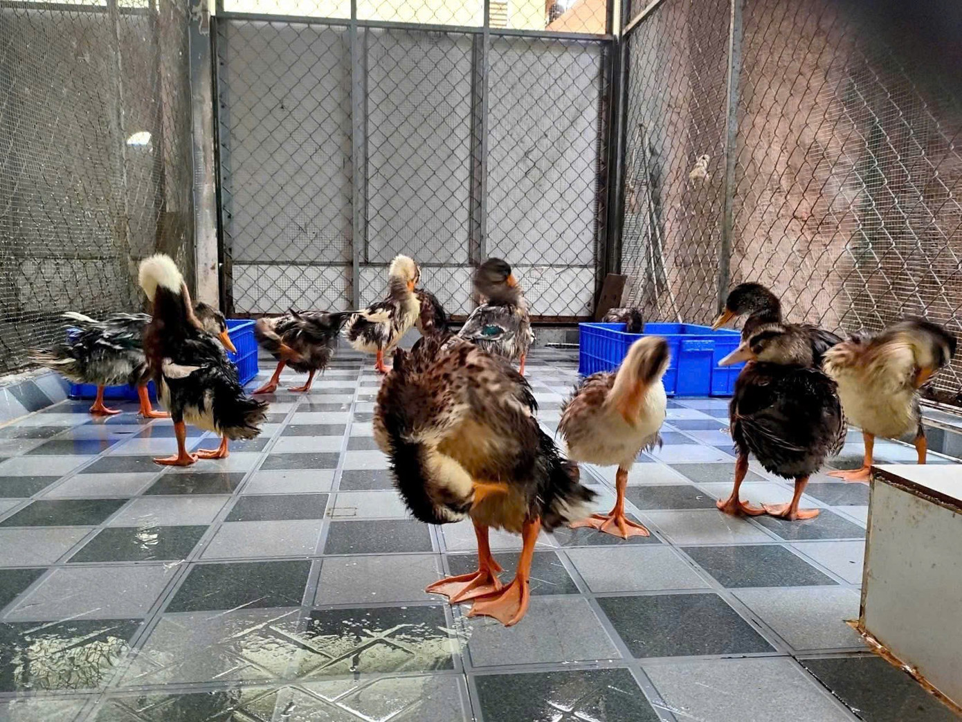 Độc Lạ Cuộc Thi Đặt Tên Cho Đàn Vịt Trôi Dạt Vào Resort 5 Sao Resort Đưa Đàn Vịt Về Khu Vực Sở Thú Nội Bộ Để Tiện Chăm Sóc