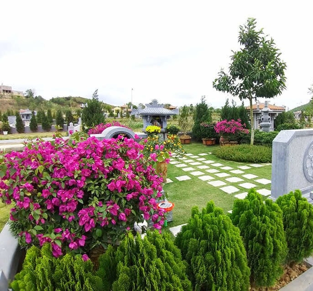 Cây hoa giấy có màu sắc rực rỡ, tươi tắn, tượng trưng cho sự may mắn, hạnh phúc.