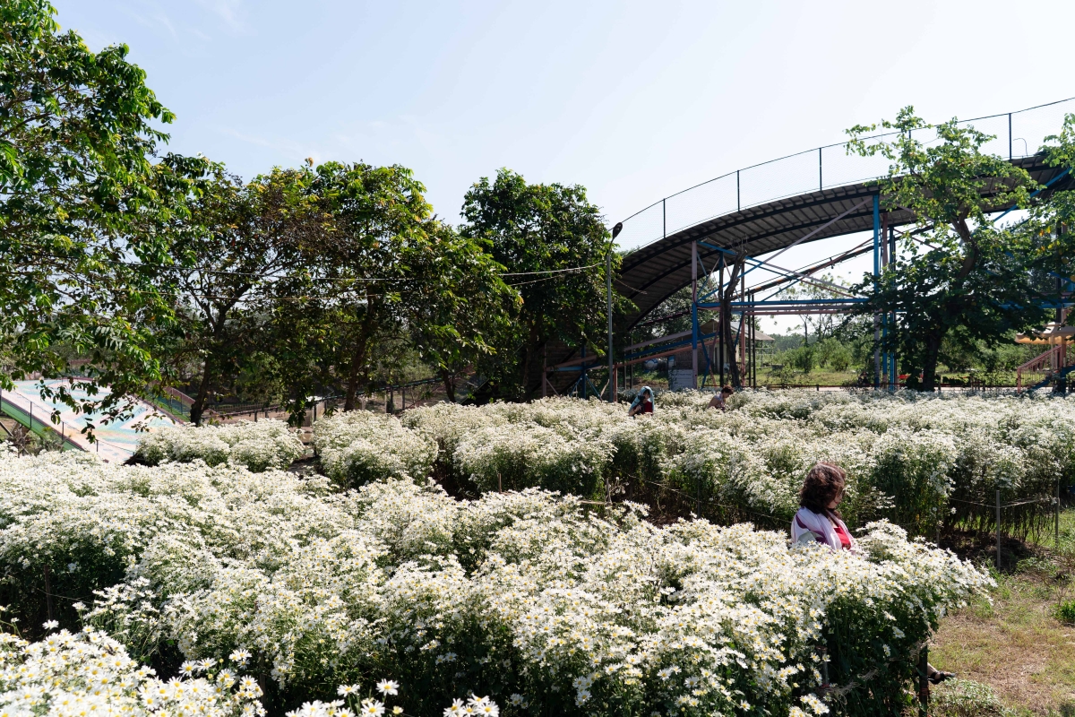 Check in cúc hoạ mi vào mùa nở rộ - 1