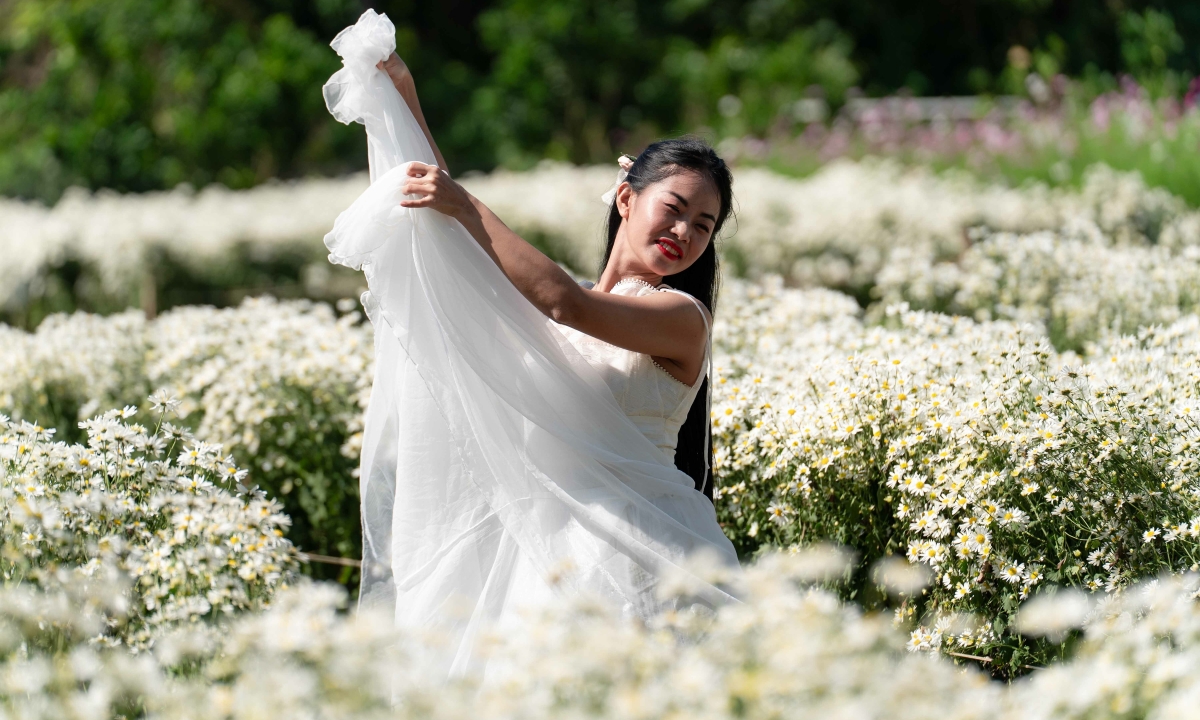 Check in cúc hoạ mi vào mùa nở rộ - 2