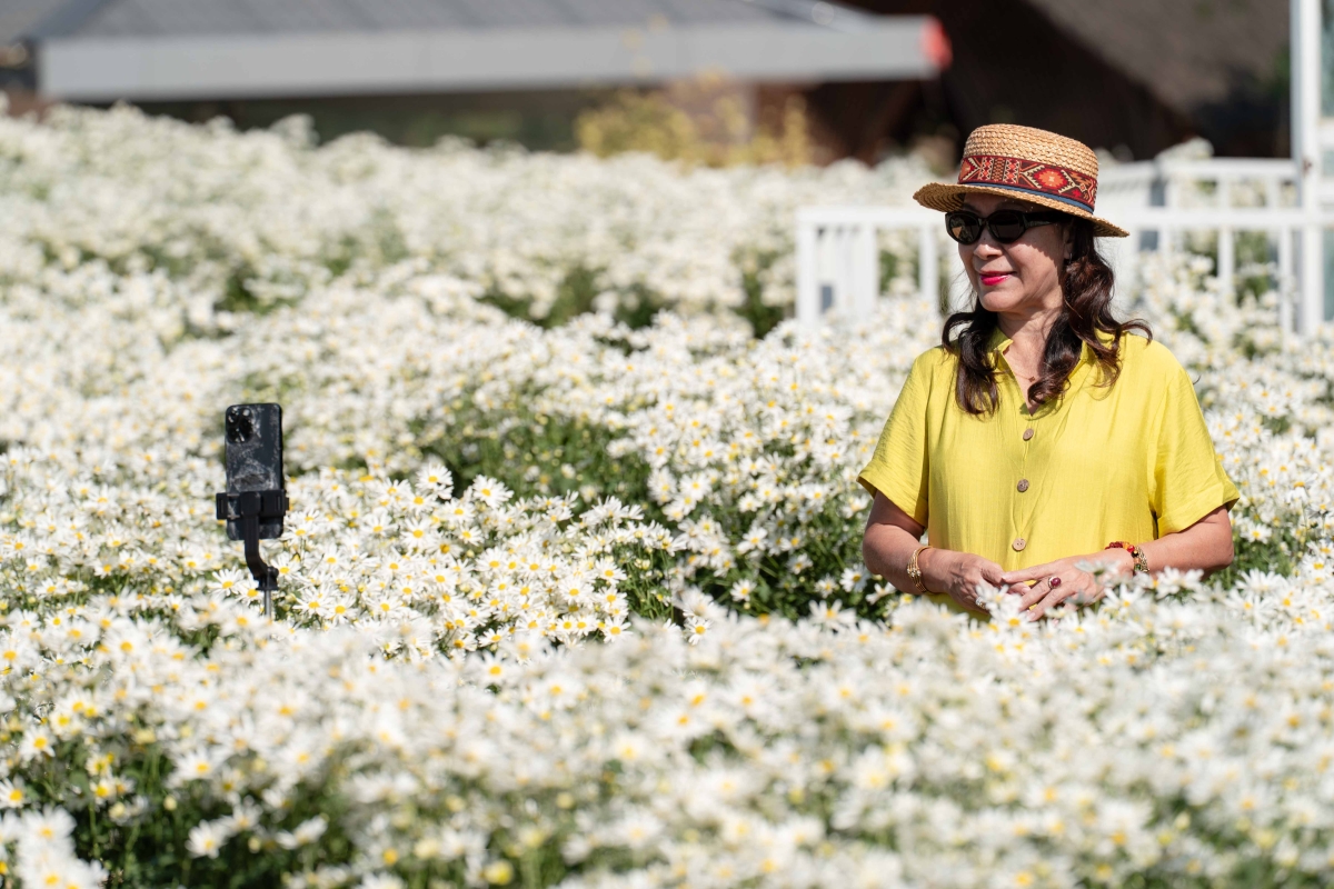 Check in cúc hoạ mi vào mùa nở rộ - 3