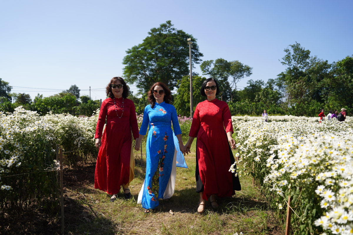 Check in cúc hoạ mi vào mùa nở rộ - 4