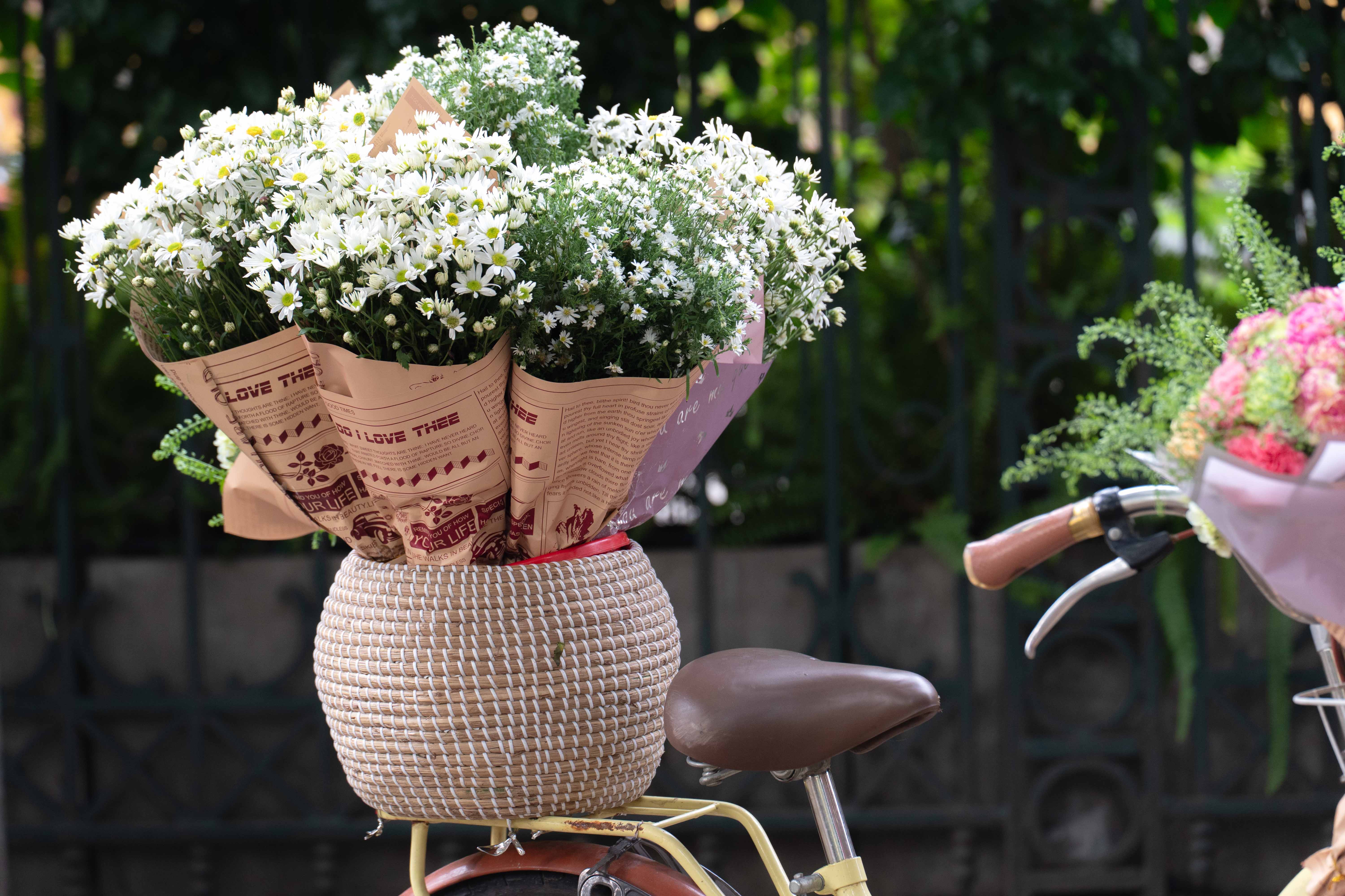 Check in cúc hoạ mi vào mùa nở rộ - 9