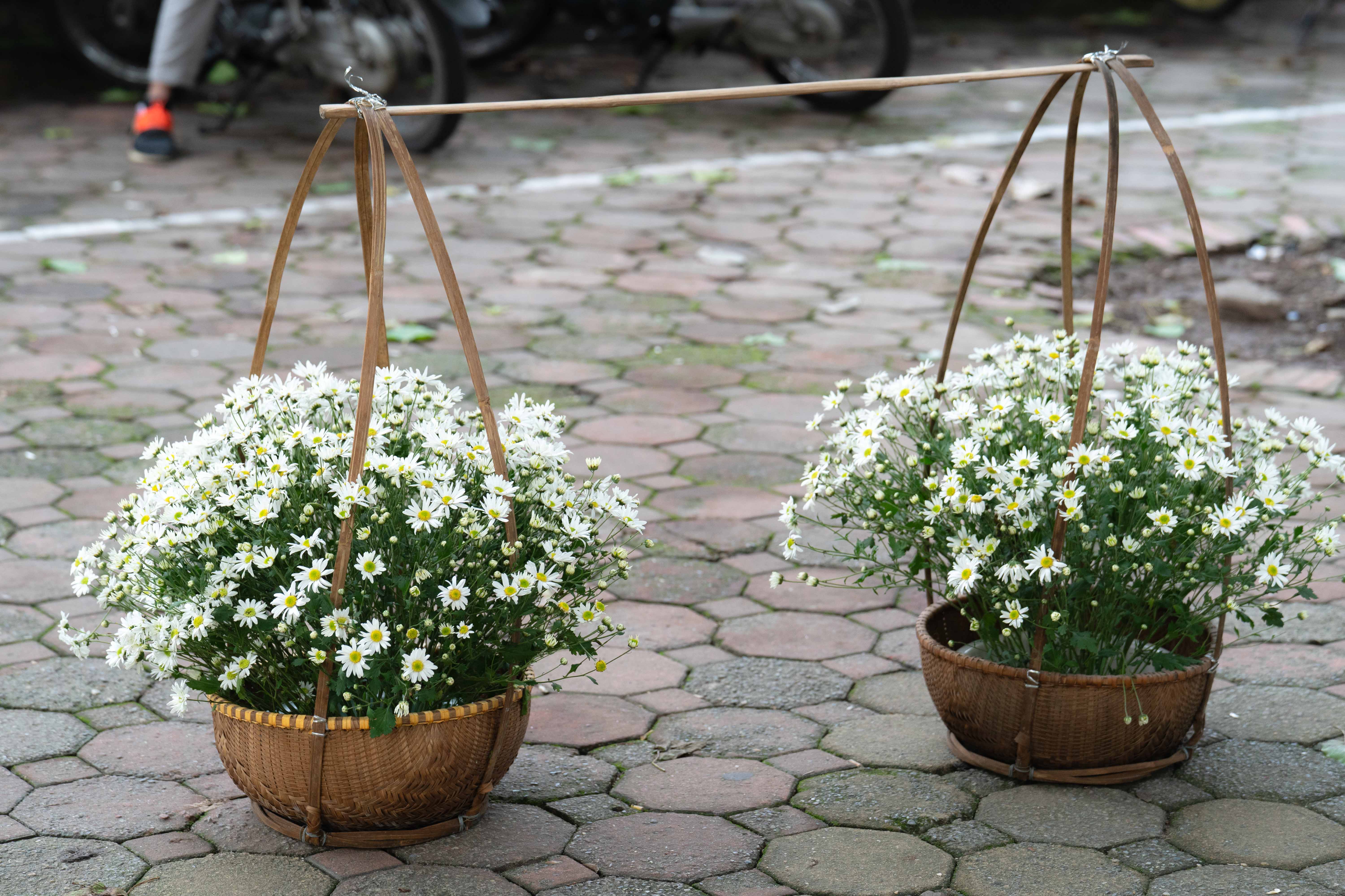 Check in cúc hoạ mi vào mùa nở rộ - 8