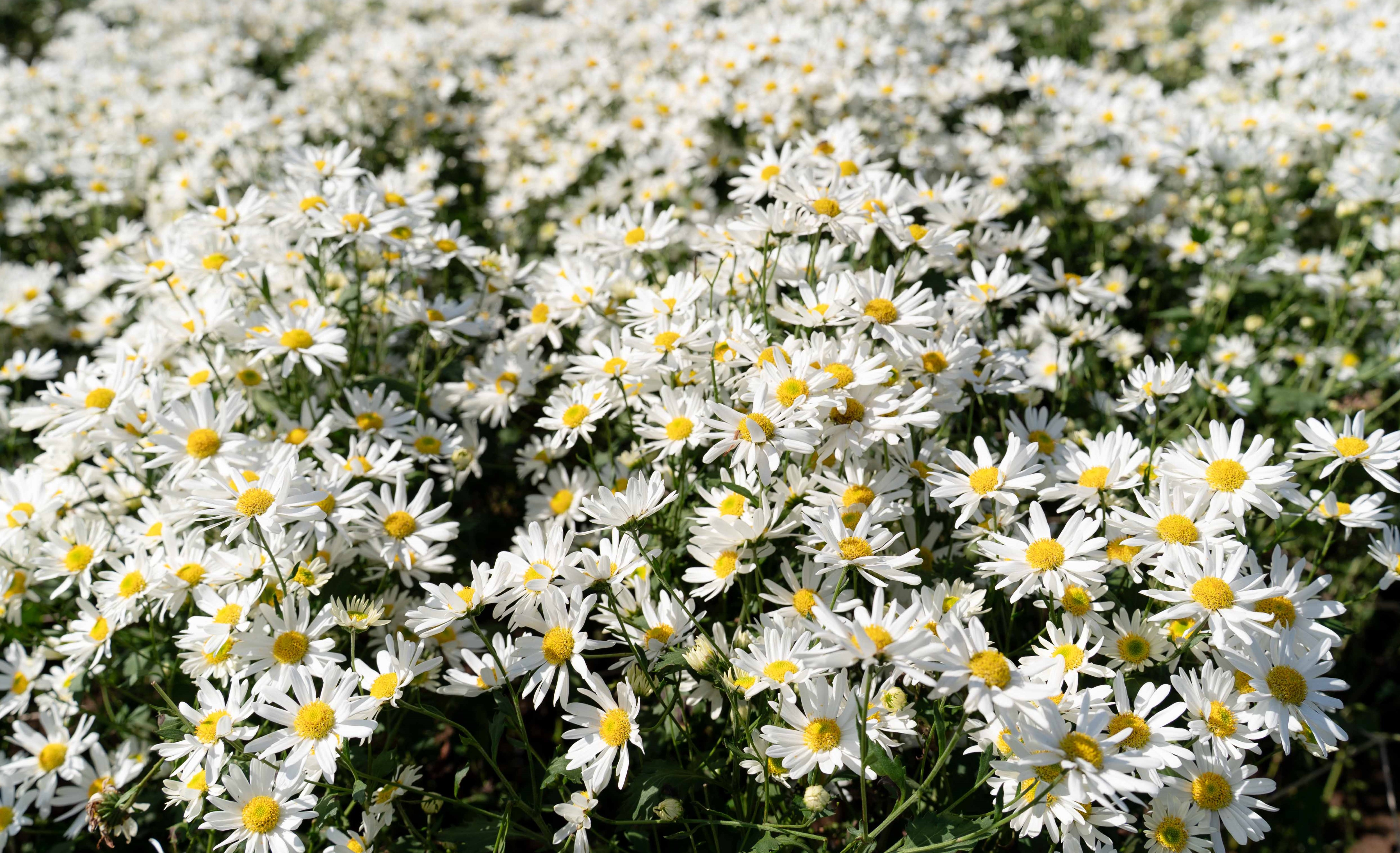 Check in cúc hoạ mi vào mùa nở rộ - 14