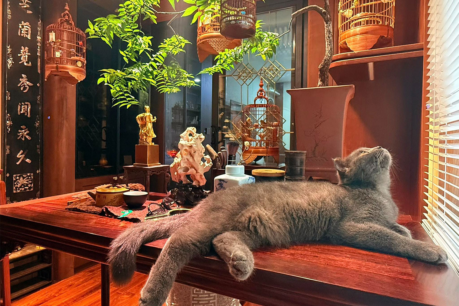 Nghệ sĩ cho biết đây là góc “giữ lửa” tinh thần, nơi anh chiêm nghiệm về cuộc sống và cũng là nơi cân bằng giữa công việc và gia đình. Vượng Râu có thú vui nuôi chim. Mỗi sáng, anh đều chăm sóc từng lồng chim, coi đây là cách giải tỏa năng lượng tiêu cực, kết nối với thiên nhiên giữa lòng phố thị. Trong khi đó, vợ và các con anh lại thích mèo, khiến ngôi nhà nhỏ trên phố luôn rộn ràng tiếng cười và tràn đầy hơi ấm gia đình.