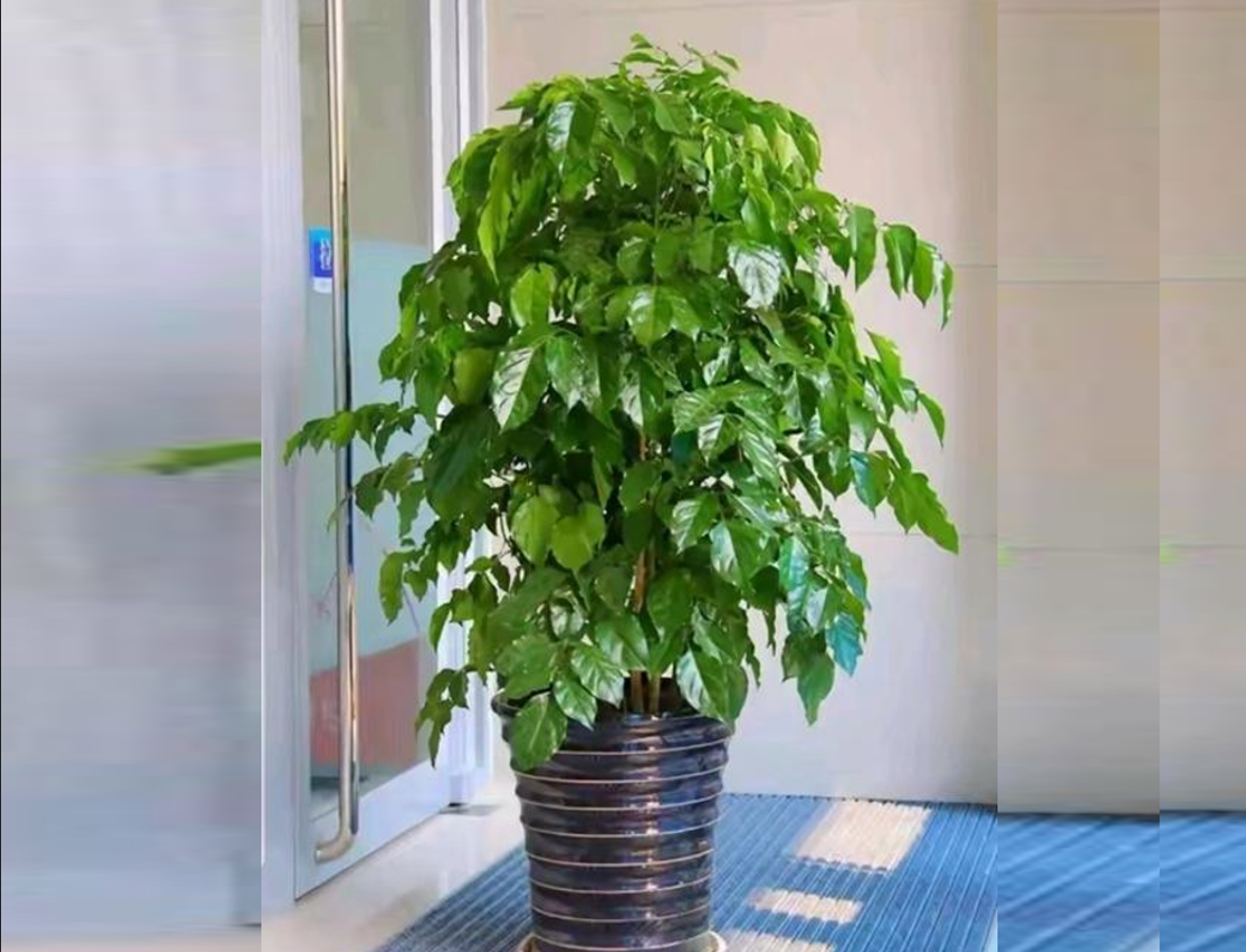 Cây Hạnh phúc trong phòng khách, tán lá xanh mướt, mang đến không gian thư giãn và may mắn cho gia đình. Ảnh: Baidu