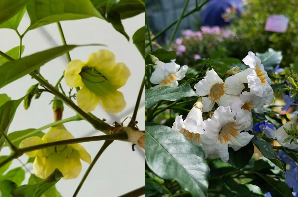 Hoa chuông trắng tinh khôi hoặc vàng nắng nhẹ của cây Hạnh phúc nở rộ vào mùa hè, tượng trưng cho niềm vui và thịnh vượng bền lâu. Ảnh: Baidu