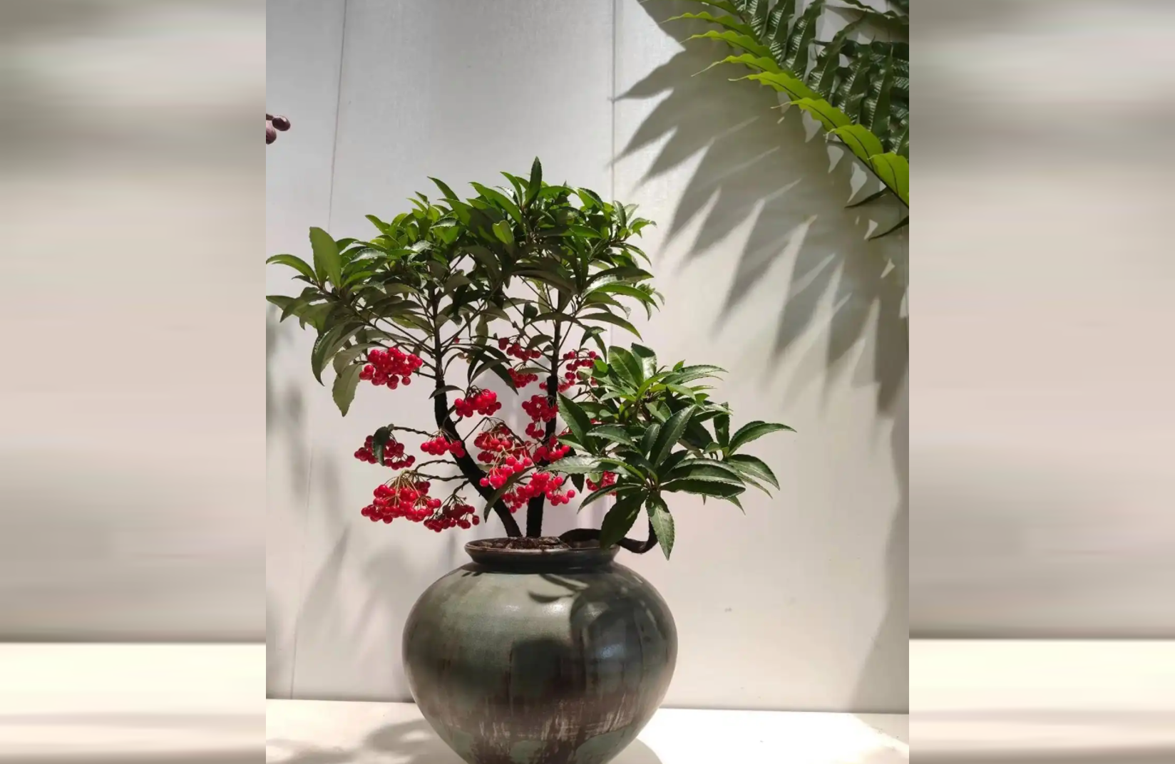 4 loại cây giúp phòng khách sáng, thoáng, mang sinh khí tốt cho gia chủ - 1