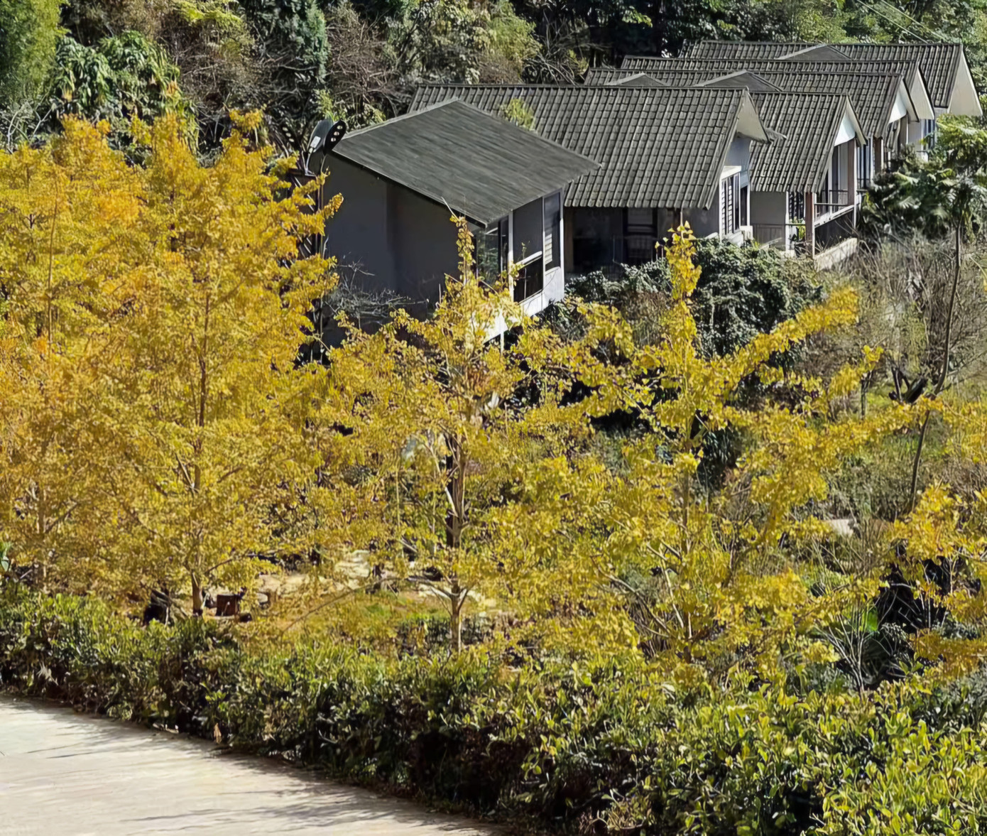 Trong tiết trời lạnh đặc trưng, những tán lá vàng rực phủ kín lối đi tạo nên khung cảnh lãng mạn, tựa một góc phố ở Hàn Quốc.