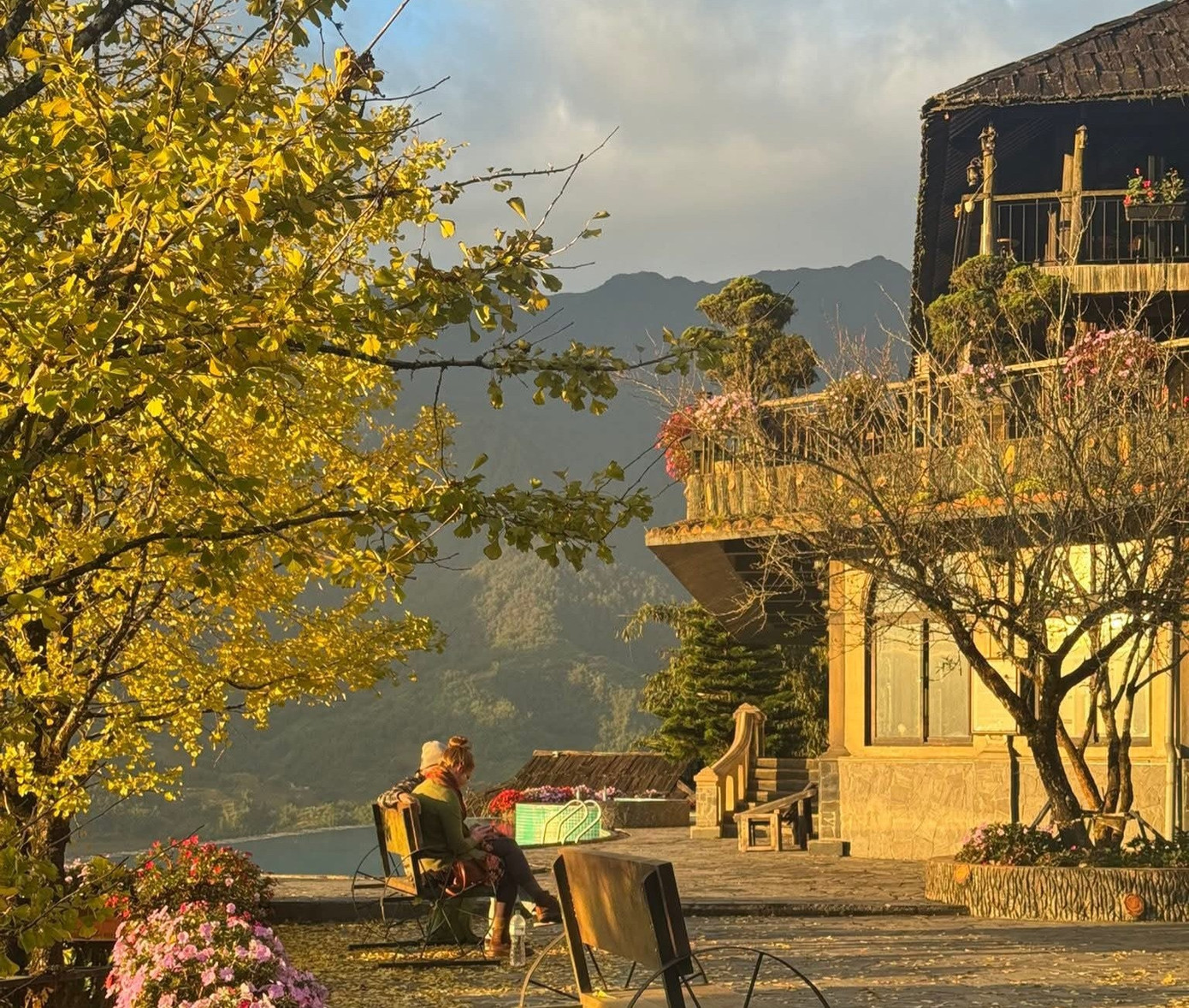 Tại khu du lịch quốc gia Sa Pa, ngân hạnh được trồng rải rác ở một số homestay và quán cà phê. Những năm gần đây, nhiều điểm đến trở thành tọa độ vàng mỗi mùa ngân hạnh.