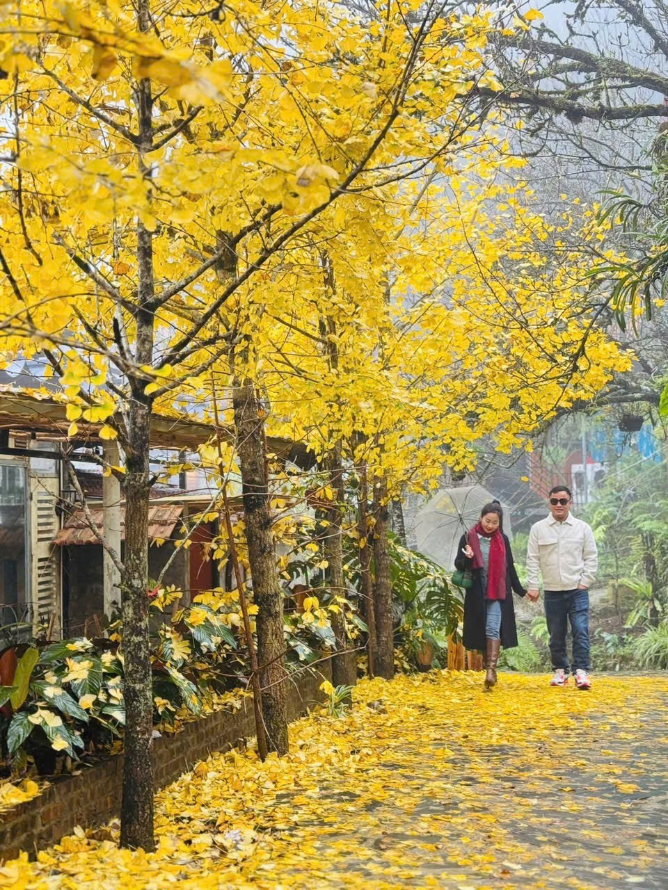 Loài cây ở Sa Pa xanh tươi quanh năm bỗng chuyển sắc vàng rực rỡ - 4