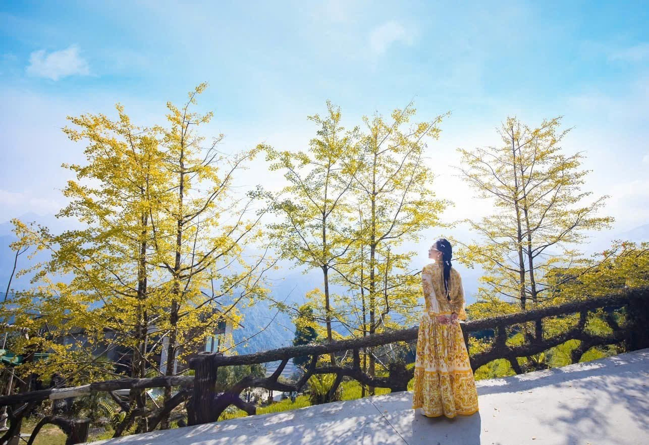 Những tán lá ngân hạnh vàng rực khiến du khách thích thú dừng lại chụp ảnh, check-in.