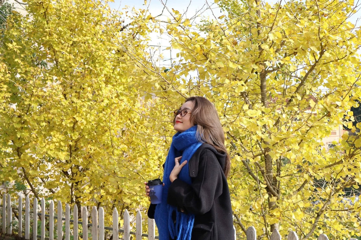 Loài cây ở Sa Pa xanh tươi quanh năm bỗng chuyển sắc vàng rực rỡ - 9