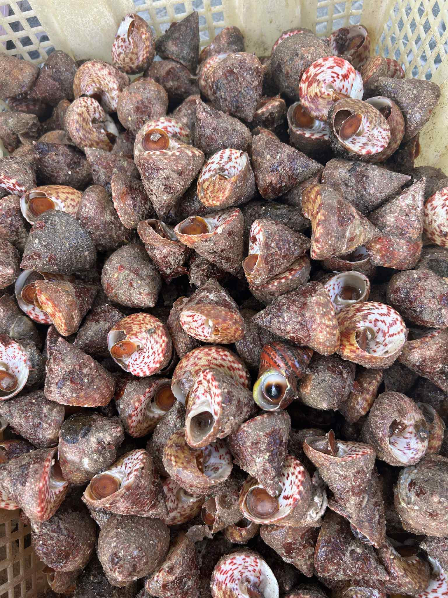 Sản vật amp;#34;trời banamp;#34; ở biển Việt có tên ngượng đỏ mặt, ăn giòn sần sật, ngọt ngon - 2