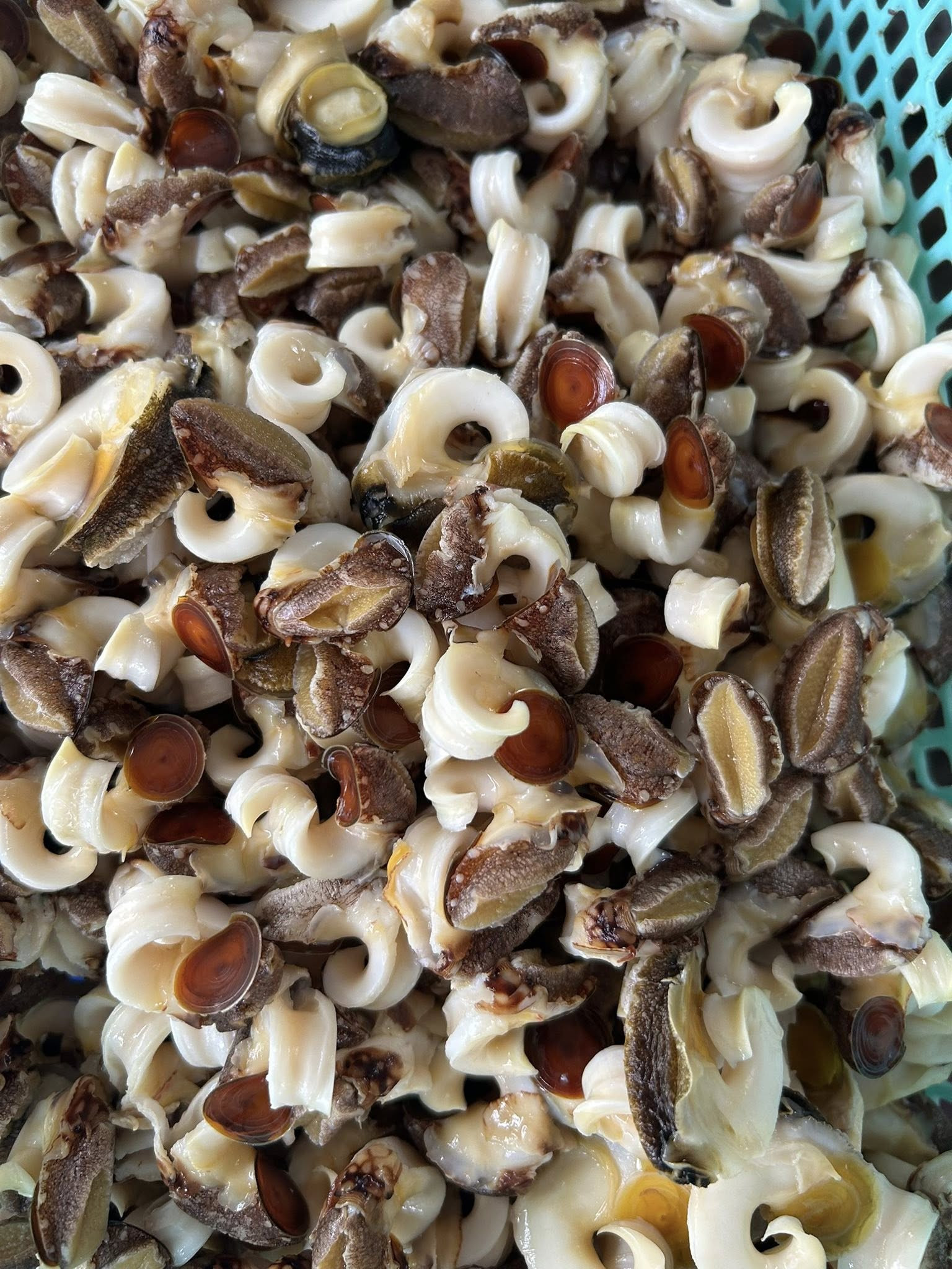 Ốc nón không chỉ dùng để chế biến món ăn mà còn được tận dụng làm đồ trang trí. Ảnh: Thúy Kiều