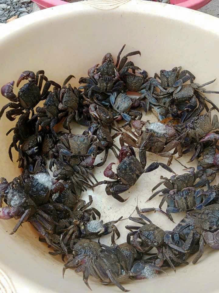 Đặc sản Vĩnh Long có tên amp;#34;buồn rười rượiamp;#34;, khách sành ăn khen ngon, ngọt hơn cua - 1