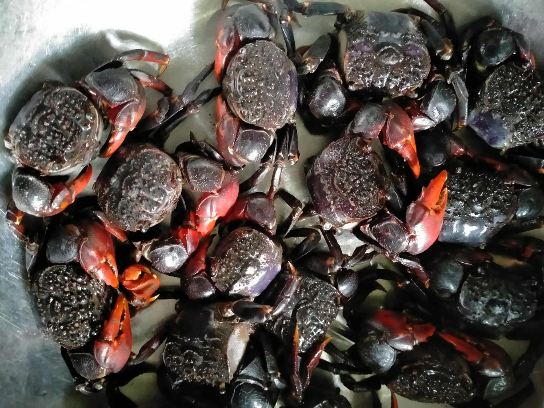 Đặc sản Vĩnh Long có tên amp;#34;buồn rười rượiamp;#34;, khách sành ăn khen ngon, ngọt hơn cua - 3