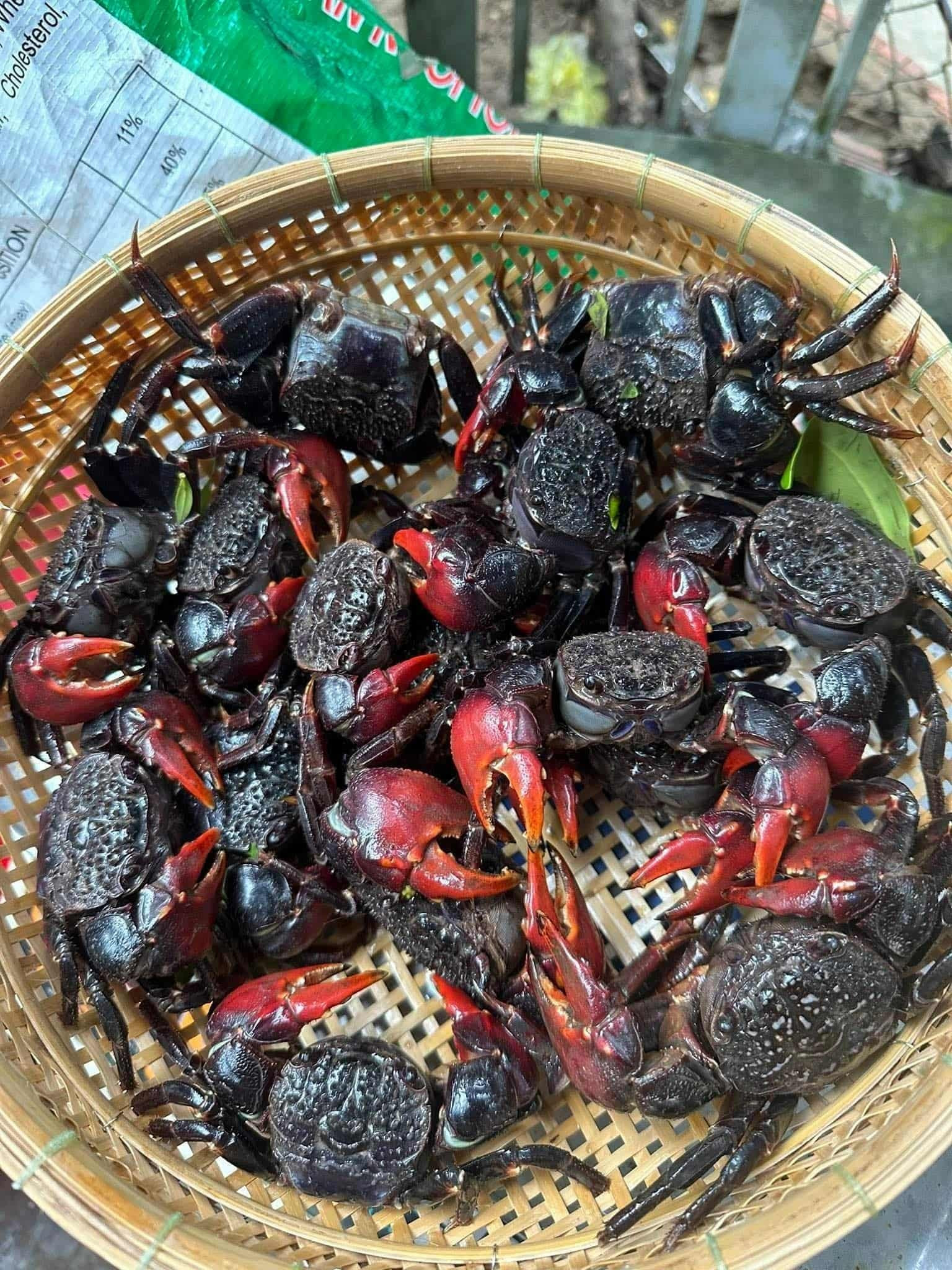 Chù ụ (phải) và ba khía (trái). Ảnh: Ngọc Lan, Nhiem Nguyen