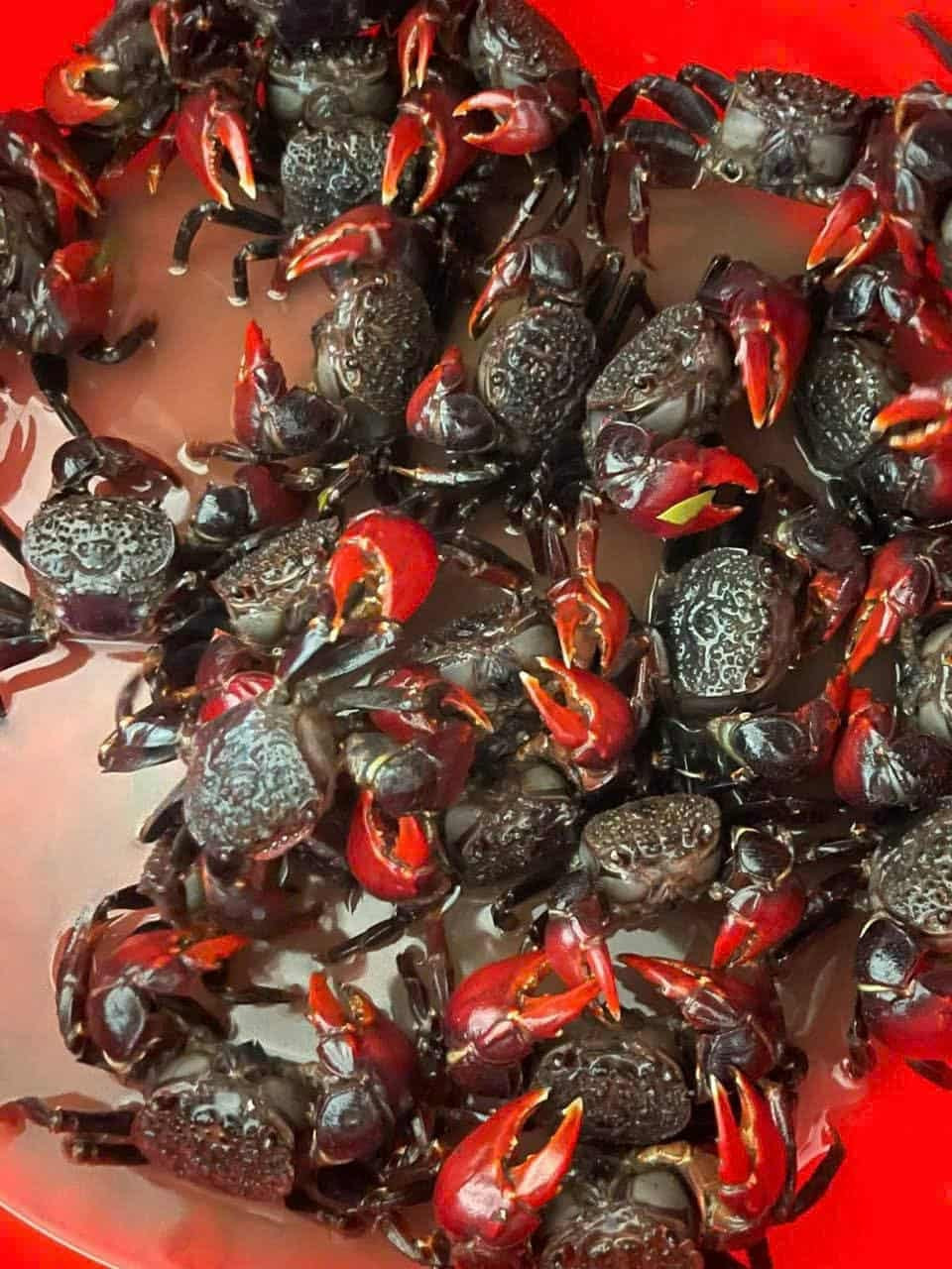 Trong điều kiện nhiệt độ thường, chù ụ chỉ sống được khoảng 1 ngày. Nếu muốn vận chuyển đi xa, người ta phải ướp lạnh để giữ được độ tươi ngon. Ảnh: Tuyền ba khía, Nhiem Nguyen