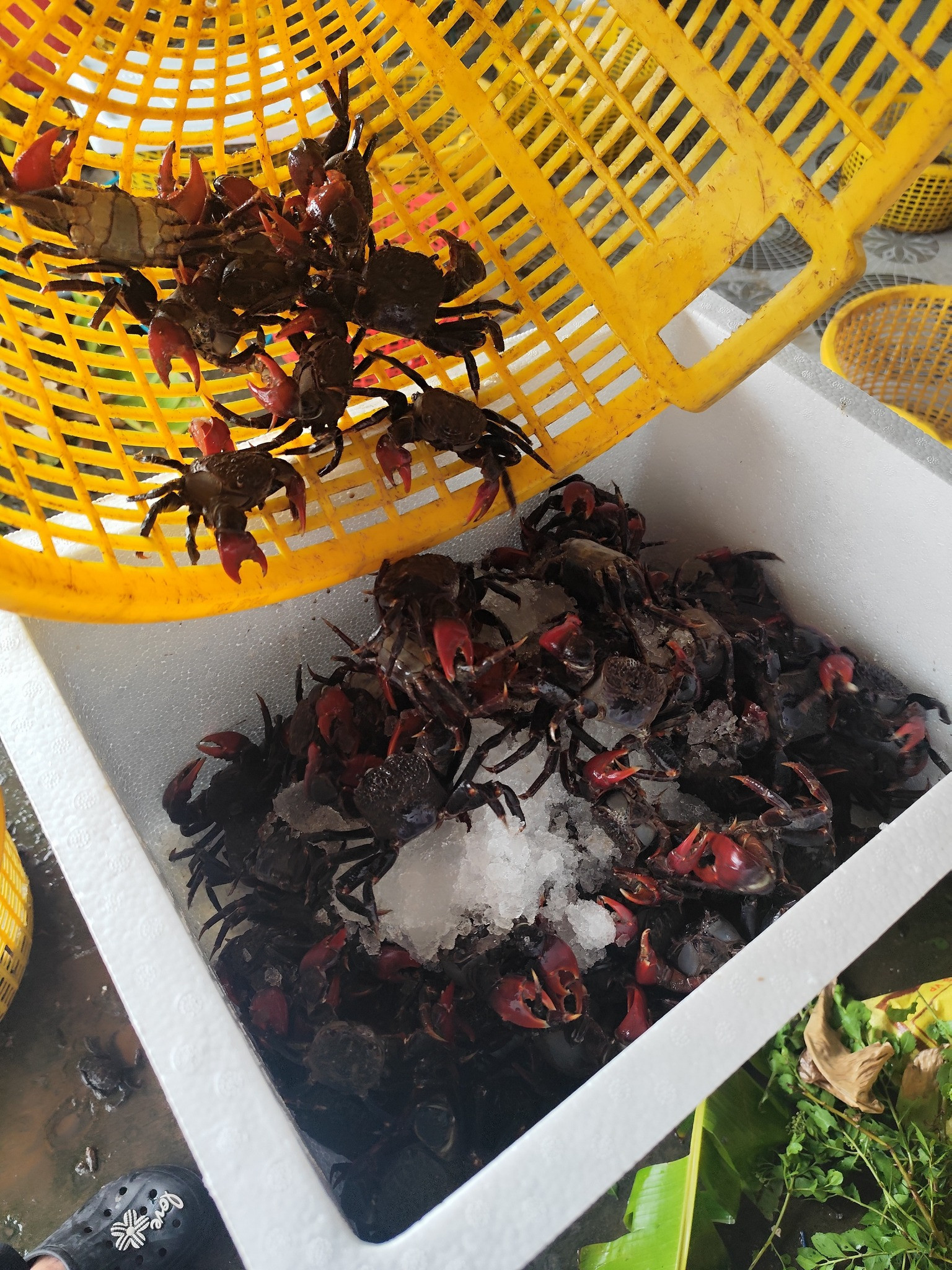 Đặc sản Vĩnh Long có tên amp;#34;buồn rười rượiamp;#34;, khách sành ăn khen ngon, ngọt hơn cua - 4