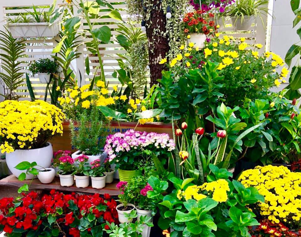 Ngoài hồng, khu vườn còn được điểm tô bởi rất nhiều loài hoa.