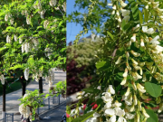 Nhà đẹp - 4 loại cây giúp phòng khách sáng, thoáng, mang sinh khí tốt cho gia chủ