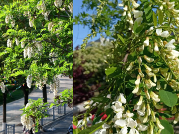 4 loại cây giúp phòng khách sáng, thoáng, mang sinh khí tốt cho gia chủ