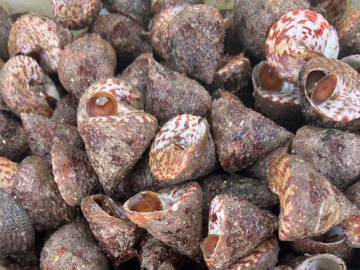 Sản vật "trời ban" ở biển Việt có tên ngượng đỏ mặt, ăn giòn sần sật, ngọt ngon