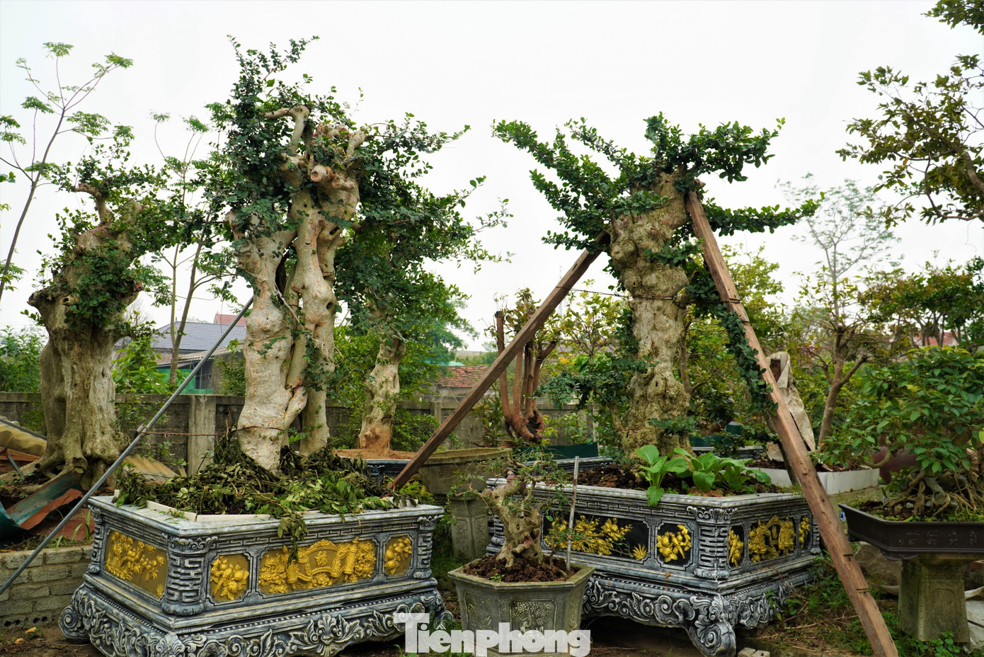 Chiêm ngưỡng vườn bonsai giá tiền tỷ ở Hà Tĩnh - 3