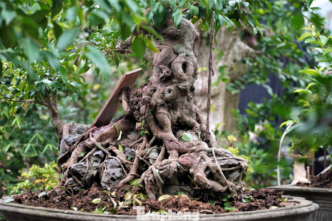 Chiêm ngưỡng vườn bonsai giá tiền tỷ ở Hà Tĩnh - 2