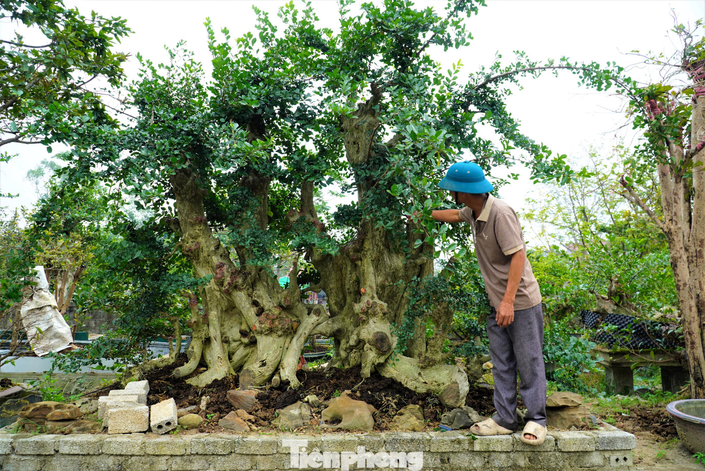 Chiêm ngưỡng vườn bonsai giá tiền tỷ ở Hà Tĩnh - 1