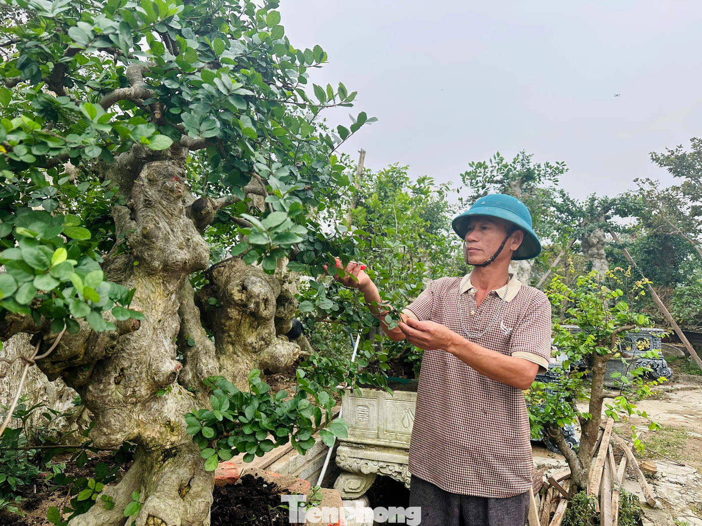 Chiêm ngưỡng vườn bonsai giá tiền tỷ ở Hà Tĩnh - 4