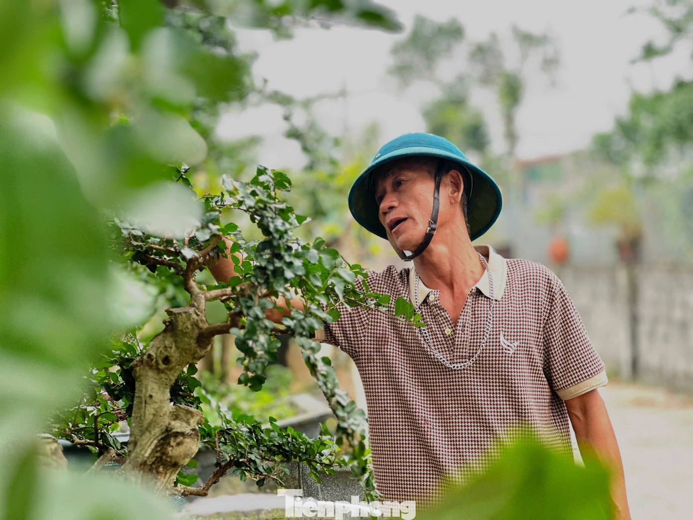 Chiêm ngưỡng vườn bonsai giá tiền tỷ ở Hà Tĩnh - 6