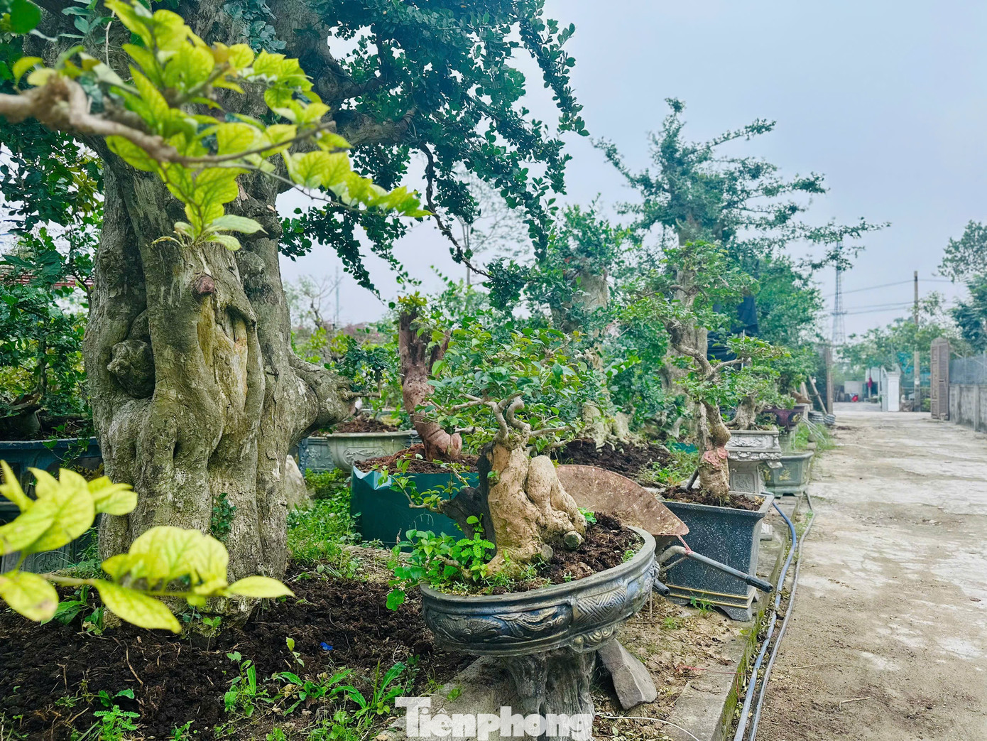 Chiêm ngưỡng vườn bonsai giá tiền tỷ ở Hà Tĩnh - 5