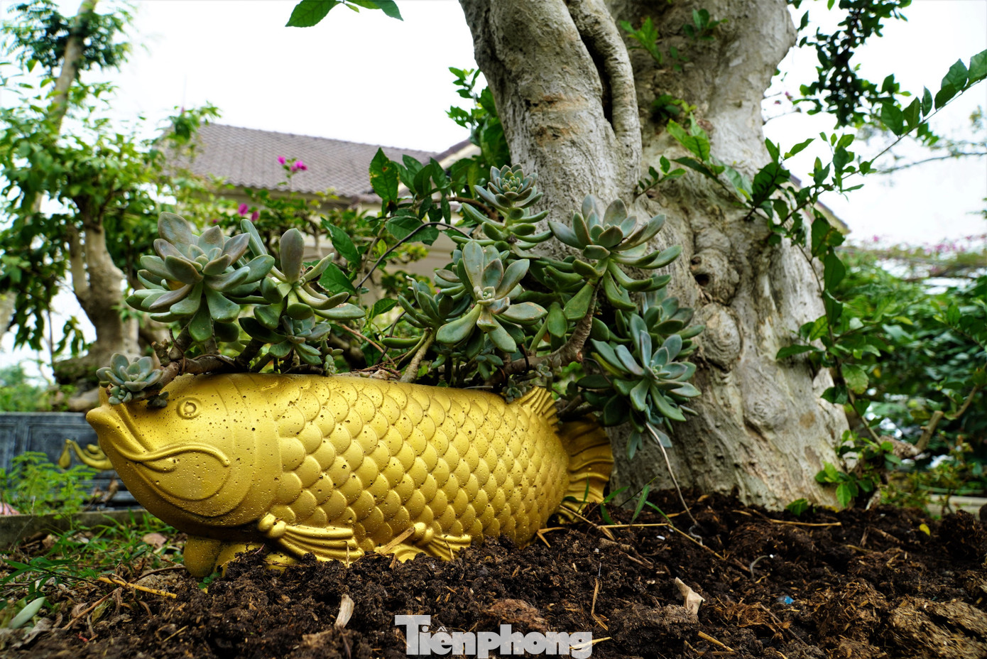 Chiêm ngưỡng vườn bonsai giá tiền tỷ ở Hà Tĩnh - 8