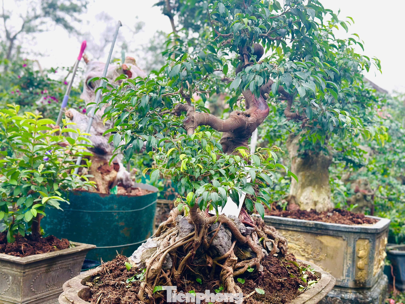 Chiêm ngưỡng vườn bonsai giá tiền tỷ ở Hà Tĩnh - 10