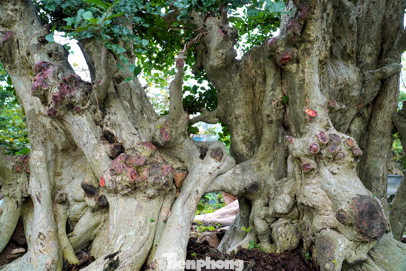 Chiêm ngưỡng vườn bonsai giá tiền tỷ ở Hà Tĩnh - 11