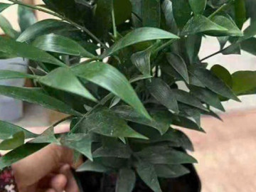 Được xem là 'cây giữ tiền' trong phong thủy, trồng trước nhà càng hút tài lộc