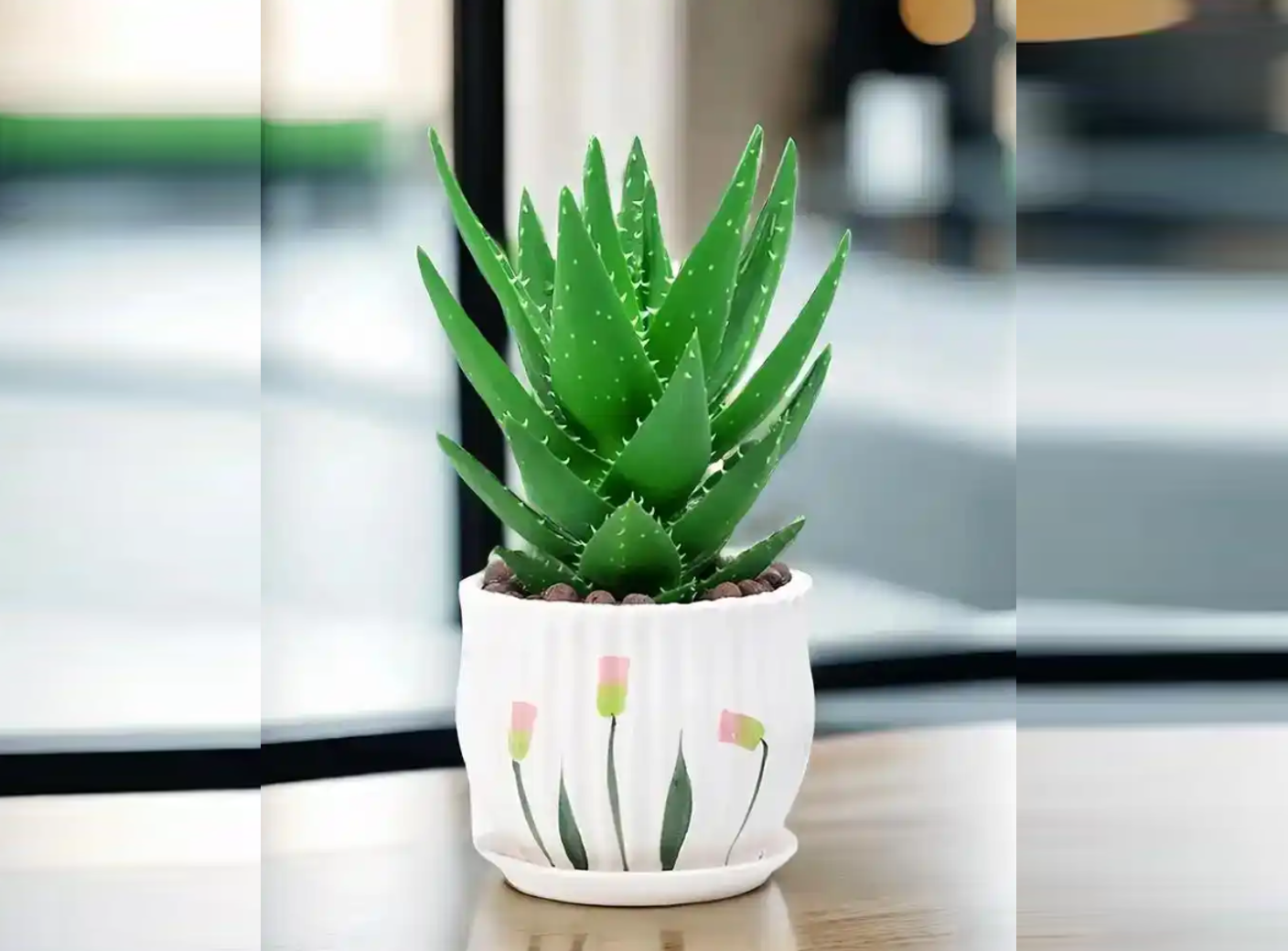 Lô hội được trồng trong chậu sứ, đặt gần cửa sổ đón ánh sáng dịu, giúp cây phát triển khỏe mạnh và thanh lọc không khí. Ảnh: Baidu