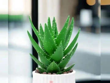 Cây Lô hội - "thần dược xanh" cho nhà ở, phong thủy và sức khỏe