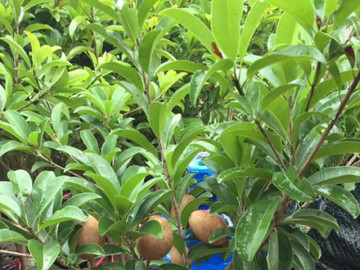 Trồng loại cây này trước cửa nhà vừa có trái ngọt vừa mang lại tài lộc, may mắn bền vững