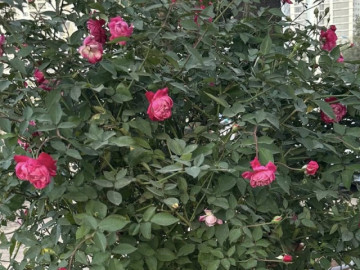 Những loại cây cảnh cần tránh trồng trong nhà nếu không muốn thất thoát tiền của theo lời dặn của người xưa