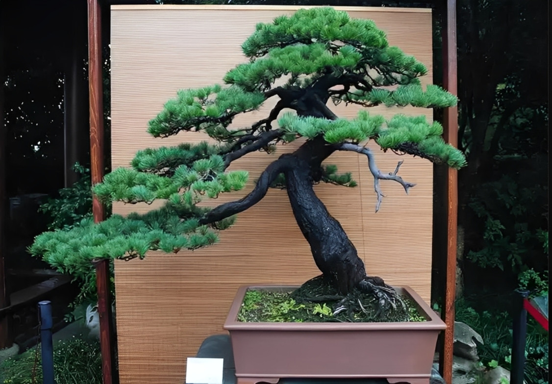 Cây Tùng la hán cổ thụ với thân thẳng, cành uốn lượn mềm mại, biểu tượng của sự kiên cường và trường thọ. Ảnh: Baidu