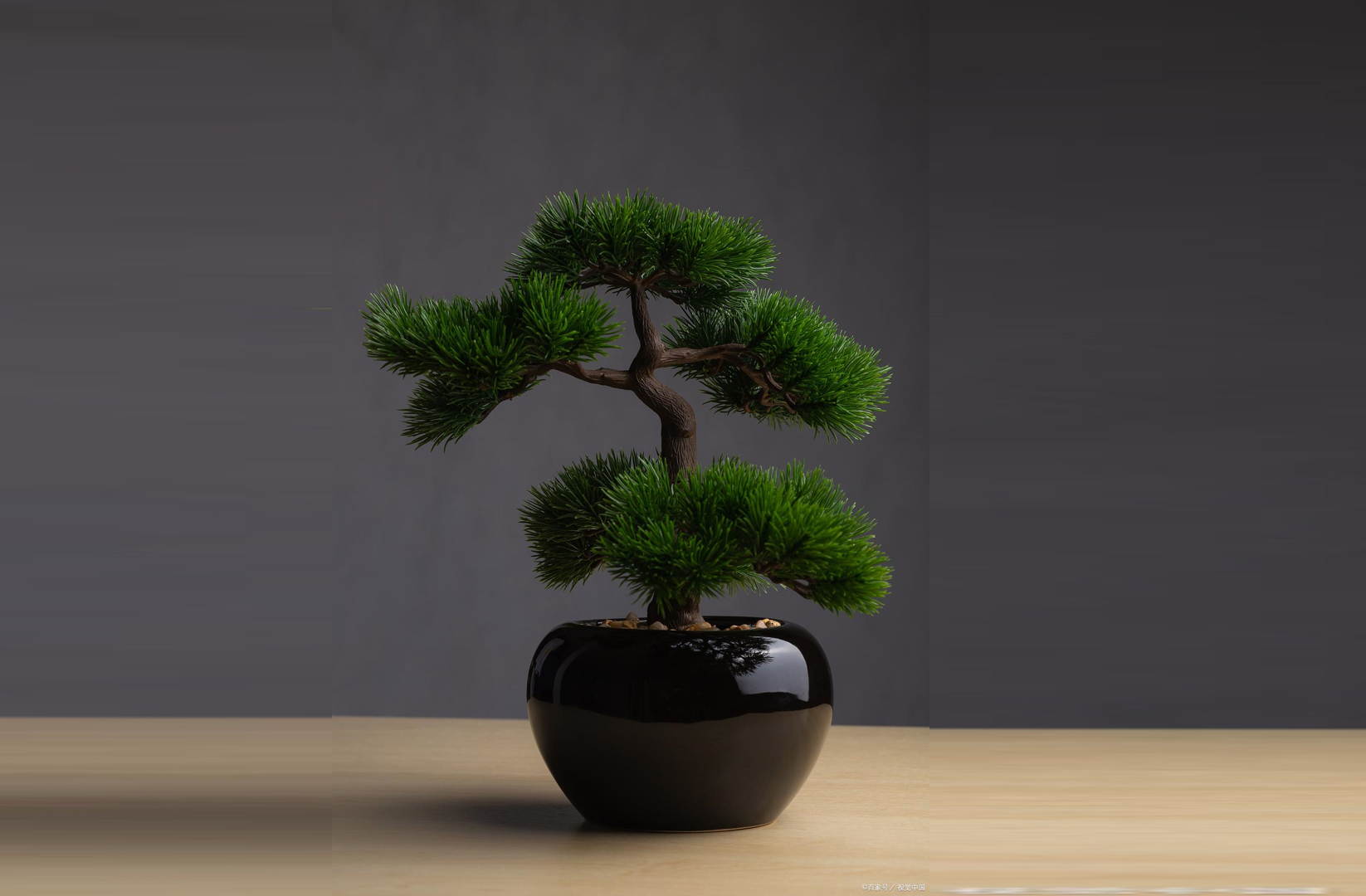 Cây Tùng la hán bonsai trong không gian nội thất. Ảnh: Baidu