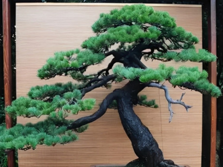 Vị trí trồng Tùng la hán giúp nhà cửa thông thoáng, cảnh quan đẹp mắt